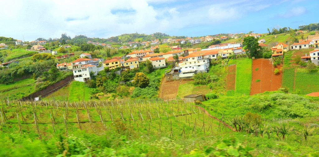 Just one of the vineyards along the highway