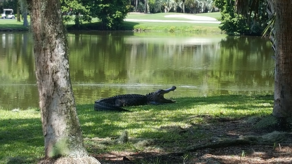 We saw a hungry and sleepy alligator:) 